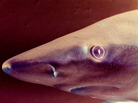 Black Nose Shark Carcharhinus Acronotus Image Free Stock Photo