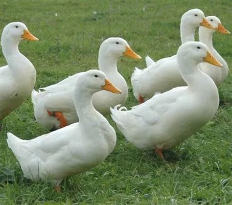 Duck Farming In India