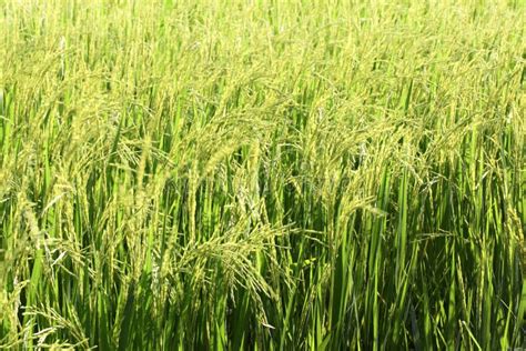 Blurred Rice Plant Green For Background Rice Plantation Background
