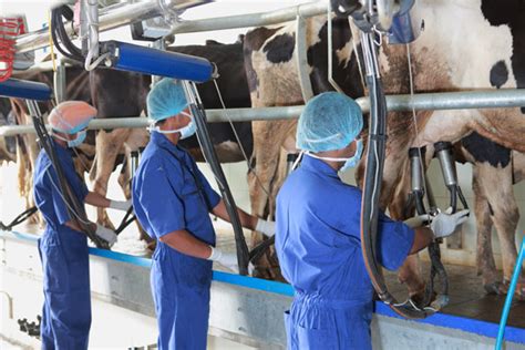 milking in macro dairy state of the art milking chamber lifebuilder