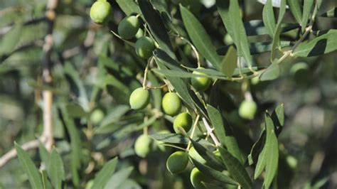 Dann denkst du vielleicht daran, den olivenbaum in der wohnung zu überwintern. Olivenbaum kaufen: Worauf Sie achten sollten