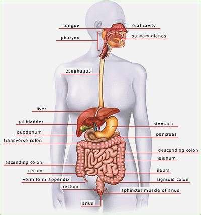 Female abdominal muscles in humananatomybody.com. Anatomy Of The Female Abdomen And Pelvis, Cut away View | Healthiack