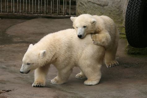 Two Polar Bear Cubs Stock Photo Image Of Alaska Nature 47575304