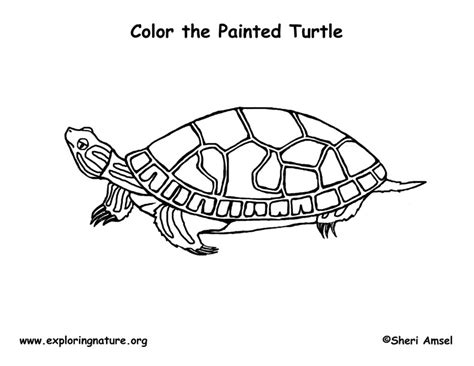 Female sturgeons have been known to live up to 150 years. Painted Turtle Coloring Page
