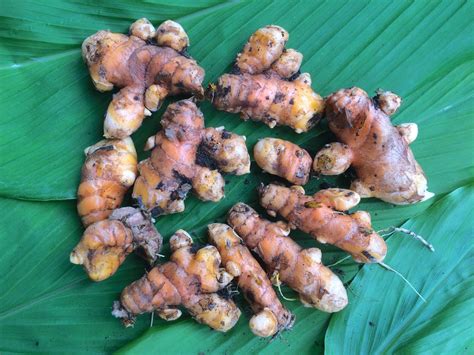 How To Grow Your Own Turmeric At Home Small Green Things