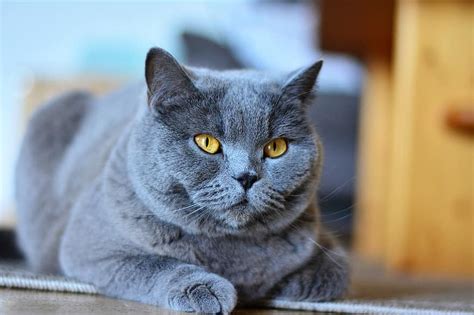 Chartreux Cat Breeds Info Pets Planet Amazing Pets For You