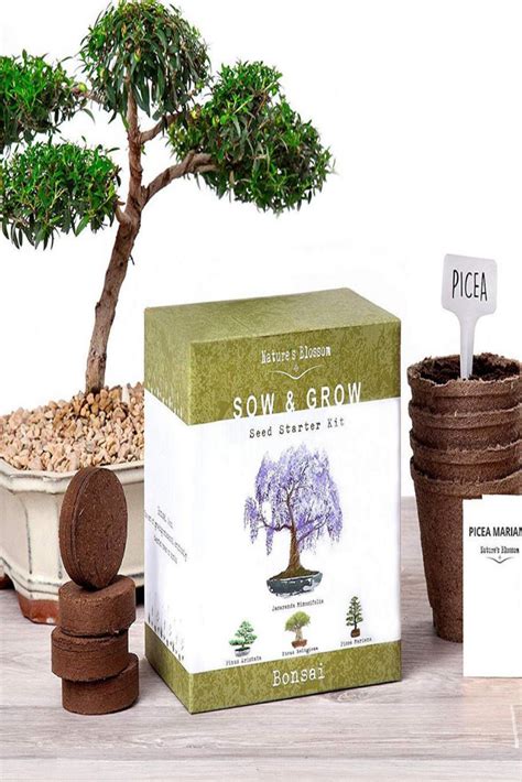 Natures Blossom Bonsai Growing Kit Grow 4 Types Of Miniature Trees