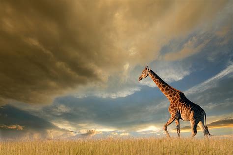 Images Giraffes Sky Animal