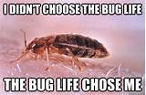 Photos of Bed Bug Quotes