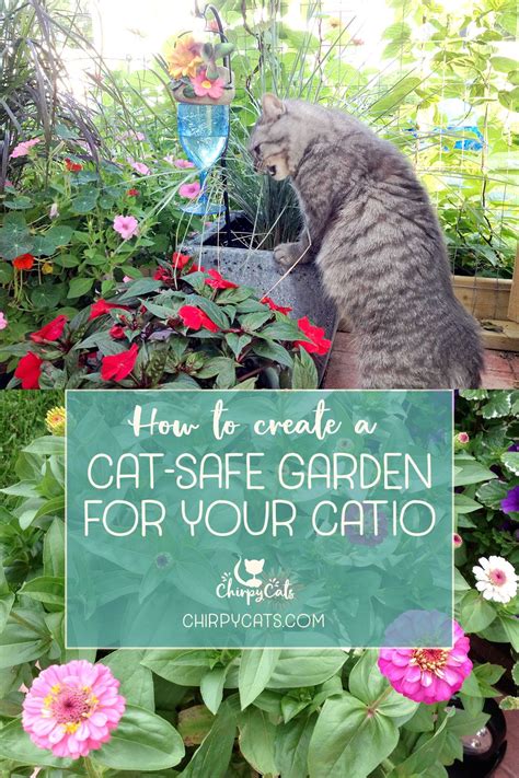 Cat Friendly Plants For Catio