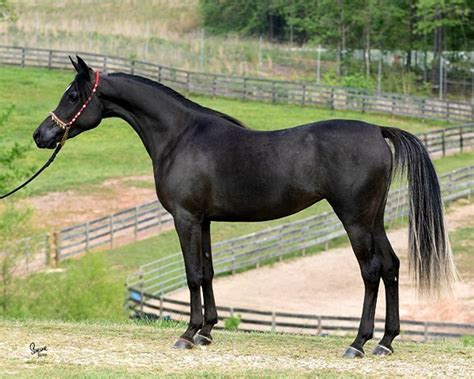 Arabian Beautiful Arabian Horses Black Arabian Horse Horses