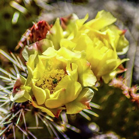 Desert Cacti Photograph By Mona Archuleta Jones Fine Art America