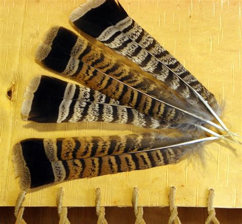 Bird Feathers Ruffed Grouse Partridge Tail Feathers Use For Etsy