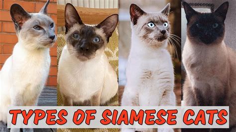 Most Popular Types Of Siamese Cats Which Is Best For You Youtube