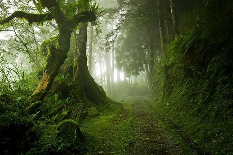 20 Enchanting Photos Of Ancient And Mysterious Forests Mystischer