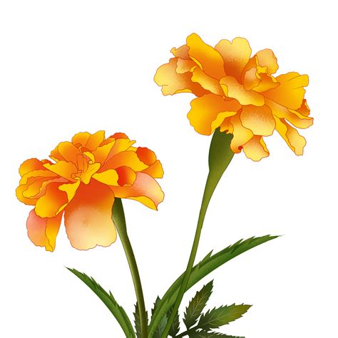 Marigold Png Images Png All