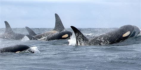 Southern Resident Orcas Are Dealing With A 70 Miscarriage