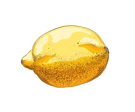 Hand Drawn Sketch Of Lemon In Color Isolated On White Background