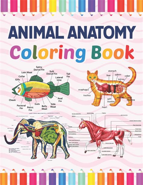 Buy Animal Anatomy Coloring Book Animal Anatomy And Veterinary