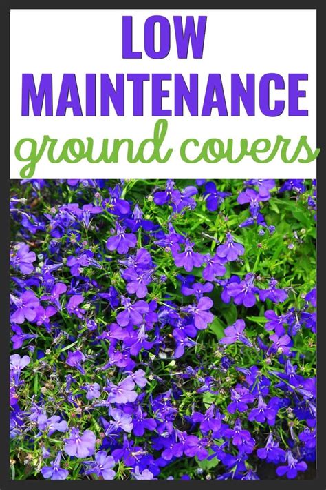 5 Must Try Low Maintenance Landscaping Ideas