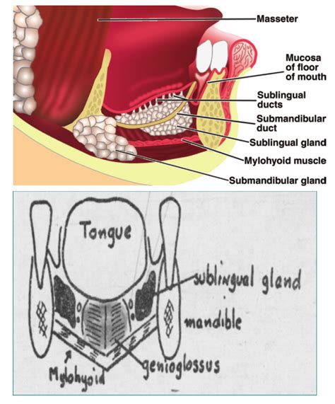 Head And Neck Anatomy Sublingual Salivary Gland