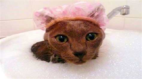 Cat In Bath R Wetcats