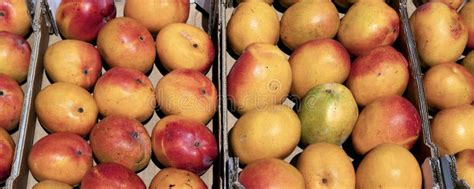 Fresh Ripe Mangoes Are Sold On The Market In Cardboard Boxes Stock