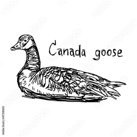 Canada Goose Vector Illustration Sketch Hand Drawn With Black Lines