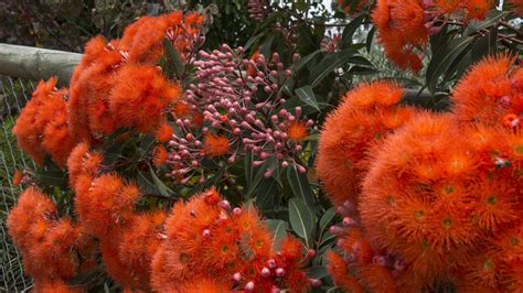 Australian Natives Flowering Trees Add A Splash Of Colour To Garden