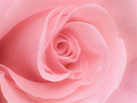 A Close Up View Of The Center Of A Pink Rose