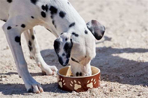 Dalmatian Eating Food From Bowl Stock Photo Image Of Colored Dish