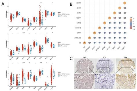 Somatic Mutation And Expression Of Bap1 In Hepatocellular Carcinoma An Indicator For