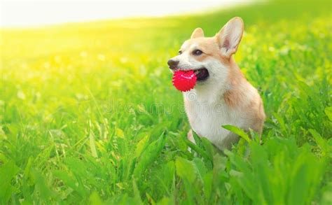 Happy Dog Welsh Corgi Pembroke On Grass Playing With Ball In Summer