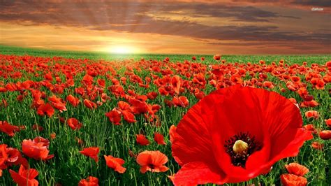 Red Poppy Wallpaper 58 Images