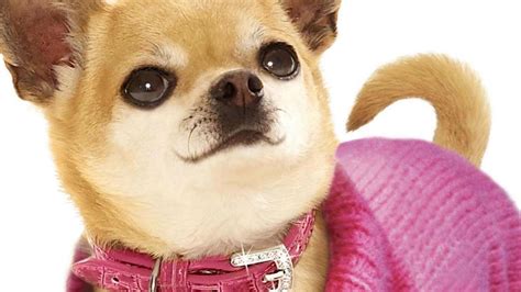 Legally Blonde Chihuahua Dead At Newshub