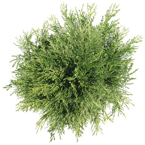 Tree Png Top View Transparent Tree Top Viewpng Images Pluspng Images