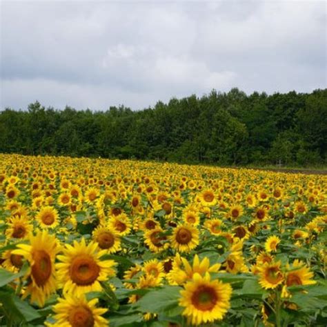 Mayoritas spesies bunga matahari berasal dari amerika utara tetapi sekarang dapat ditemukan di seluruh dunia. Taman Bunga Terkenal di Jepang - Info Liburan dan Wisata ...