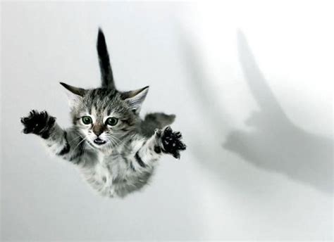 Funny Flying Cats Funny Animals