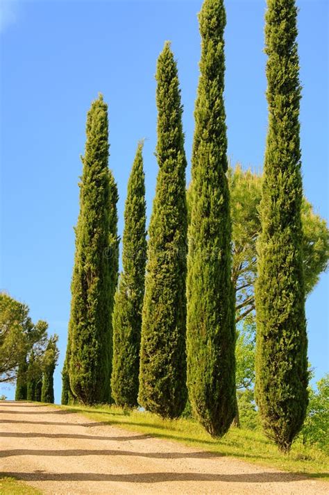 Tuscany Cypress Trees White Road Rural Landscape Italy Europe Stock