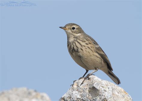 Many filipinos don't realize that it's an. American Pipit perched on a white rock - Mia McPherson's ...