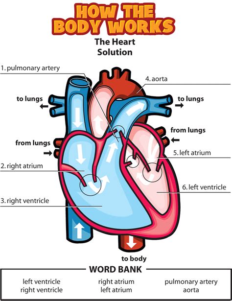 Answers The Heart Circulatory System For Kids Heart For Kids Human