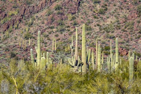 Cactus De Arizonas Desierto Sonorense De Pie Como Un Vasto 2022