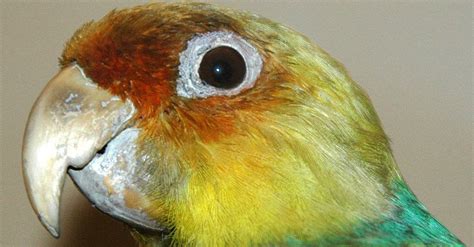 Carolina Parakeet Bird Facts †conuropsis Carolinensis Az Animals