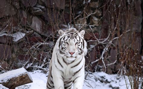 Download Wallpapers White Tiger Winter Predator Wild Cat Tigers For