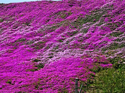 Purple heart ground cover plant, oyster plant , white flowered t. purple ground cover | What's that you said?