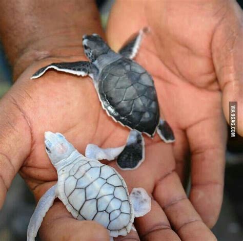 Albino And Melanistic Turtles Baby Sea Turtles Baby