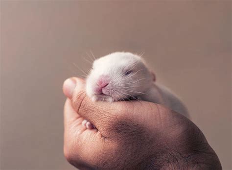 Photographer Did A Newborn Photo Shoot With His Baby Bunny And The