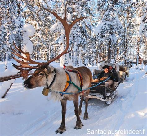 Driving A Reindeer Sleigh In A Snowy Forest In Lapland Finland Unique Experience Santa Claus
