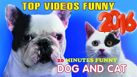 20 Minutes Top Dog And Cat Funny 2016 Compilation Funny Dogs