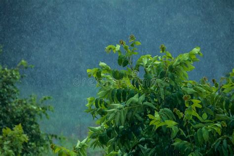 Summer Rain Rain Drops In Meadow Stock Photo Image Of Garden Rest